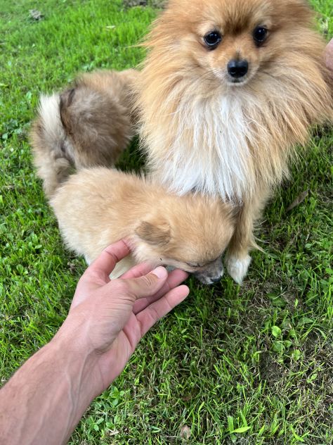 Cuccioli di Pomerania Toy - Foto 2