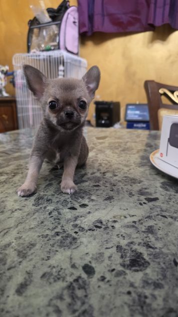 Chihuahua cuccioli toy - Foto 4
