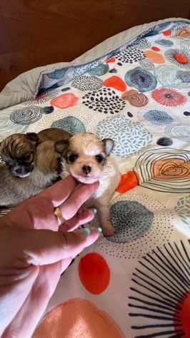chihuahua toy - Foto 6