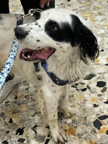 CEDRIC, SETTER INGLESE, UNA MERAVIGLIA CHE CERCA CASA, CANE IN ADOZIONE - Foto 8