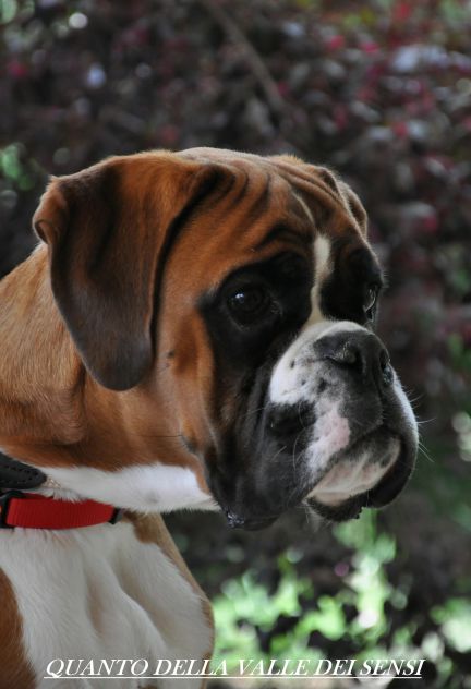 BOXER CUCCIOLI A VENEZIA- ALLEVAMENTI BOXER A VENEZIA - Foto 5