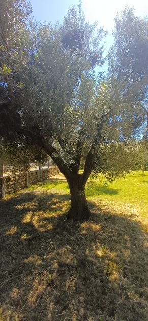 Bellissimo terreno - Foto 9