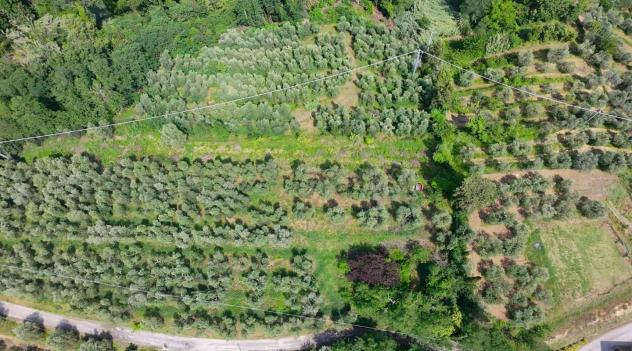 Terreno agricolo in vendita a Balconevisi - San Miniato 40910 mq Rif: 206296
