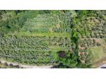 Terreno agricolo in vendita a Balconevisi - San Miniato 40910 mq Rif: 206296