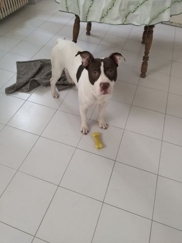 American Pittbull Terrier - Foto 3