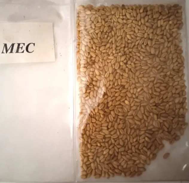 Campioni di Grano antico da semina - Foto 8
