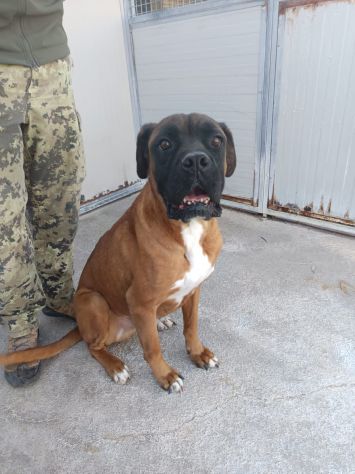 BOXER INCR. ECTOR, 5 ANNI, DA UN ANNO CHIUSO IN CANILE - Foto 2