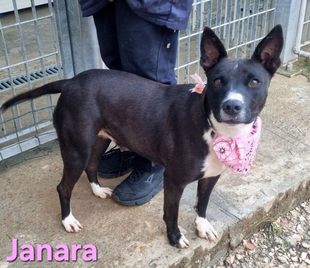 JANARA - Foto 5