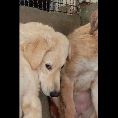 ETTORE L' OCCASIONE PER APRIRSI ALLA VITA CUCCIOLO IN ADOZIONE - Foto 3