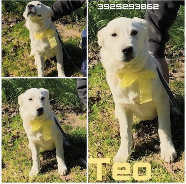 Cagnolini in adozione futura tg. medio contenuta cercano una famiglia per sempre - Foto 7