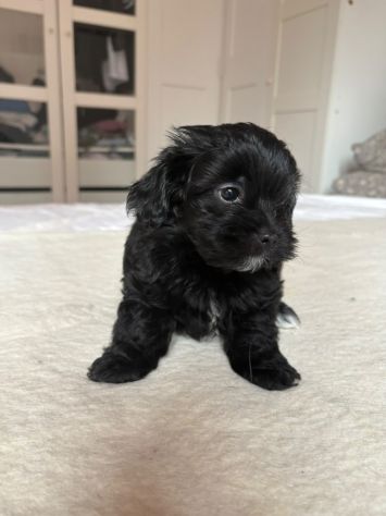 Cuccioli toy super coccolosi