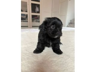Cuccioli toy super coccolosi