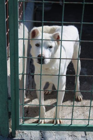 LUCA 7 ANNI SIMIL PASTORE SVIZZERO - Foto 2