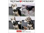 KEZIA, adozione del cuore