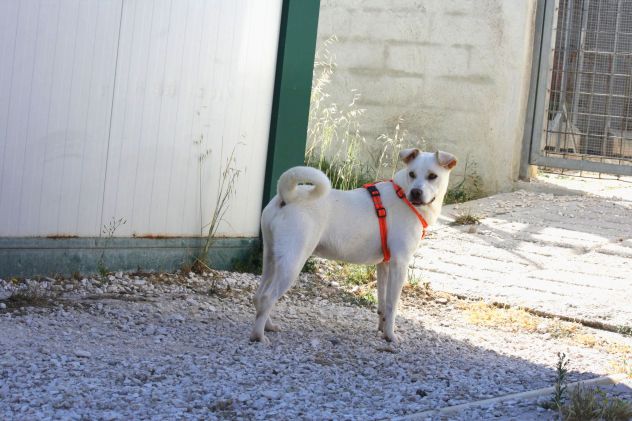 Sono Akira , mi porti nella tua vita per sempre? - Foto 3
