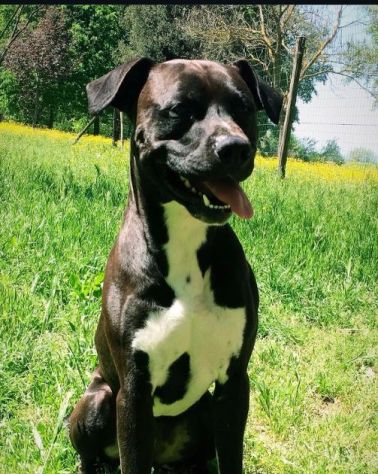 JAISON cane eccezionale in cerca di casa!