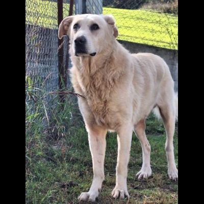 MARIA MERAVIGLIOSA e SOCIEVOLE, CANE IN ADOZIONE - Foto 3
