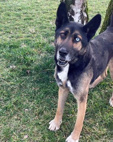 ETTORE: BELLISSIMO INCROCIO PASTORE TEDESCO DA ADOTTARE SUBITO !!