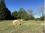 Terreno Agricolo - Fiuggi . Rif.: Cod. rif 3248945VCG
