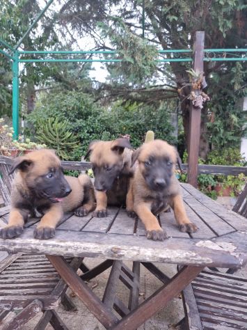 Cuccioli Allevamento Pastore Belga Malinois in Puglia Bari Lecce Taranto Foggia - Foto 6