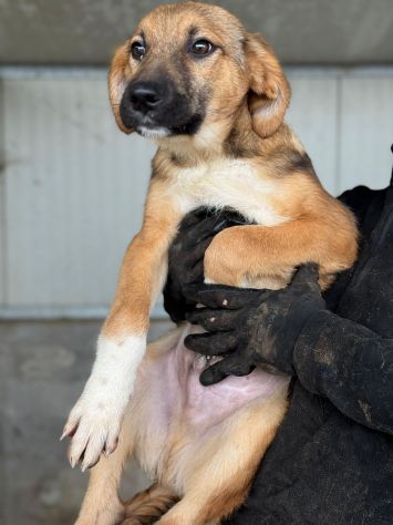 CUCCIOLI IN ADOZIONE : MOCKY GIOIOSO E CURIOSO TG MEDIA - Foto 2