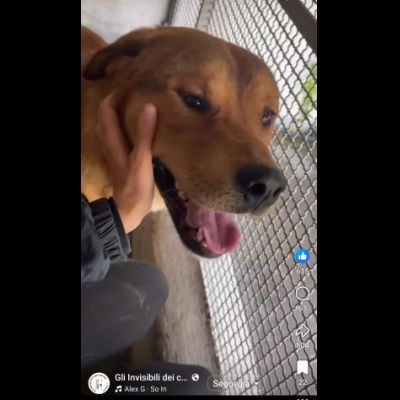 SIGFRIDO LA DOLCEZZA FATTA CANE, CANE IN ADOZIONE - Foto 2