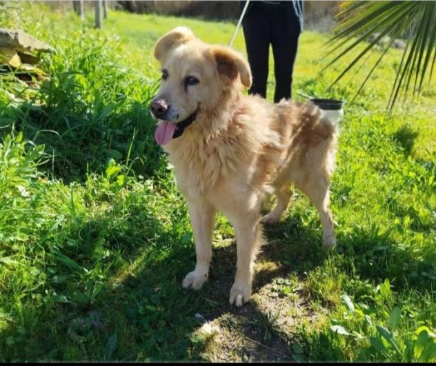 Giorgio 12anni condannato in un pessimo canile.SUD