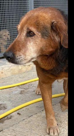 4anni senza nome uscito dal box solo x le foto! SICILIA - Foto 4