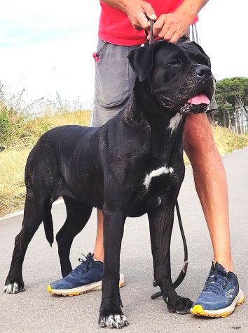 Cuccioli cane corso alta genealogia - Foto 5