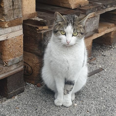 PRINCIPESSA - gattina di 2 anni - Foto 2