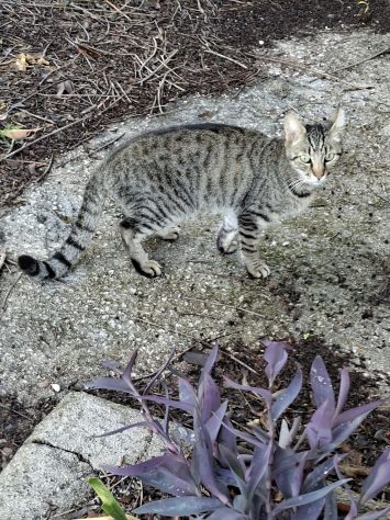 Gatte randagie in adozione - Foto 2