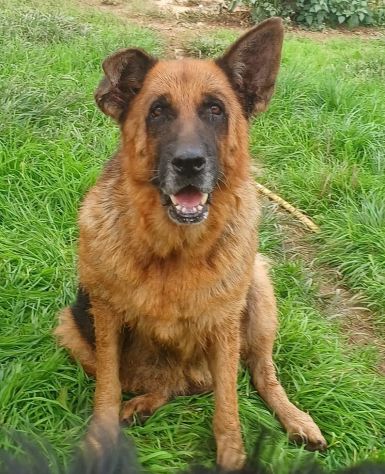 Graziella, lupacchiotta dagli occhi tristi (Mantova) - Foto 2