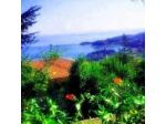 Il Mare nel Bosco