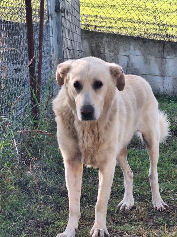 MARIA MERAVIGLIOSA e SOCIEVOLE, CANE IN ADOZIONE - Foto 4