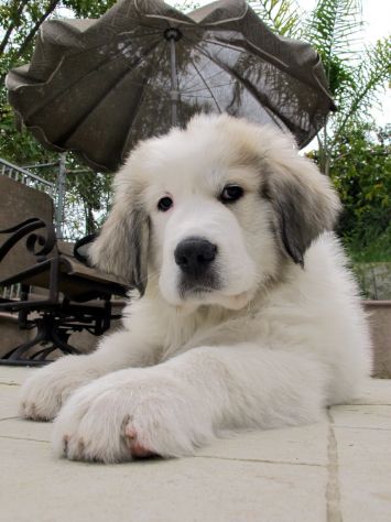 Cuccioli di Cane da Montagna dei Pirenei - Foto 2