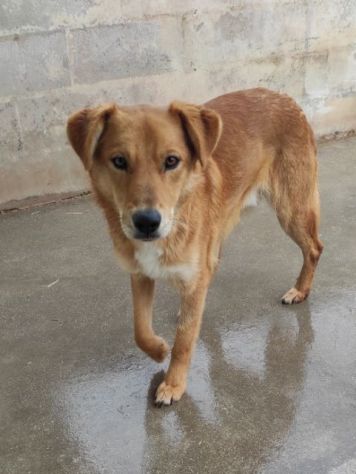 ZACK E FABER IN RECLUSIONE SENZA COLPA. CAGNOLINI IN ADOZIONE - Foto 2