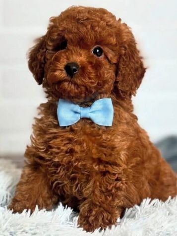 BELLISSIMI CUCCIOLI DI BARBONCINI RED TOY