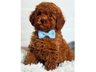 BELLISSIMI CUCCIOLI DI BARBONCINI RED TOY