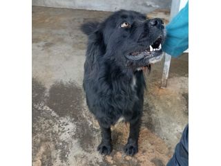 CANE IN ADOZIONE: NADAL, giovane simil terranova.