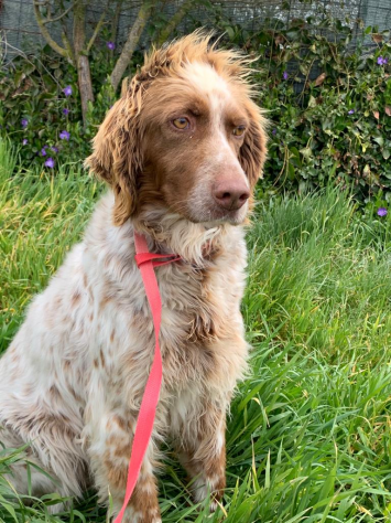 DELICE, meravigliosa setter - Foto 2