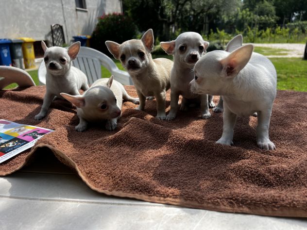Cuccioli di Chihuahua Toy - Foto 3