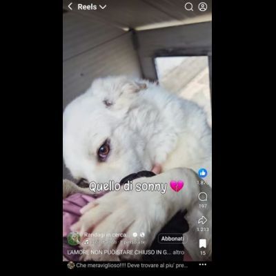 SONNY  molto affettuoso, CANE IN ADOZIONE tg media - Foto 4