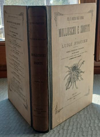 Molluschi e Zoofiti" di Luigi Figuier, Ed. F.lli Treves 1882. - Foto 3