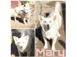 Una famiglia per la cagnolina Mary