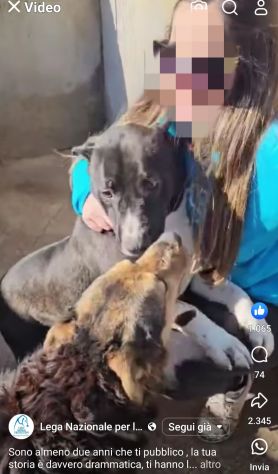 SILVESTRO DESIDERIO DI CAREZZE CANE IN ADOZIONE - Foto 10