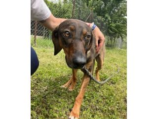 MELAMPO TIMIDO E REMISSIVO CAGNOLINO IN ADOZIONE