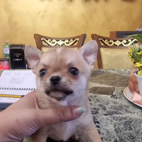 Cuccioli di chihuahua disponibili - Foto 3
