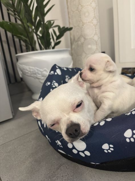 Cuccioli di chihuahua da privato - Foto 7