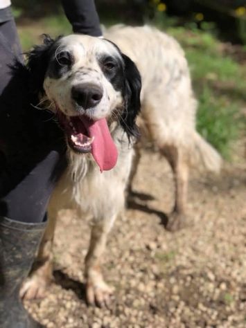 CEDRIC, SETTER INGLESE, UNA MERAVIGLIA CHE CERCA CASA, CANE IN ADOZIONE - Foto 2