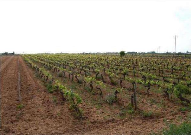 311 - In vendita a Marsala terreno agricolo, zona mare - Foto 2